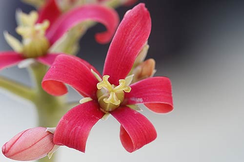 Jatropha cathartica img_09561