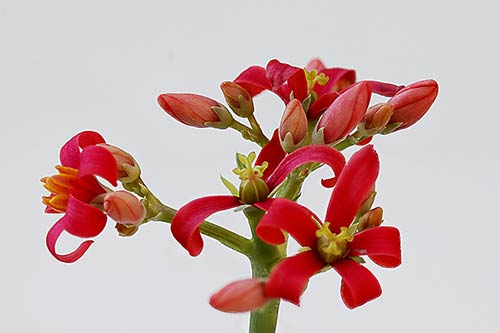 Jatropha cathartica img_09564s