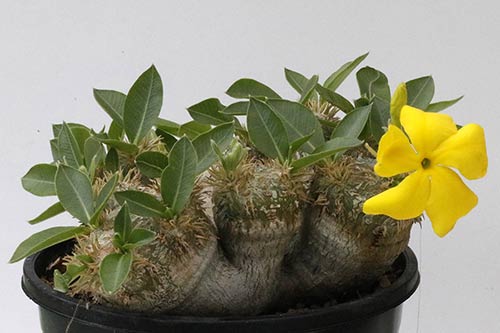 Pachypodium brevicaule img_01627