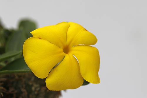 Pachypodium brevicaule img_01711