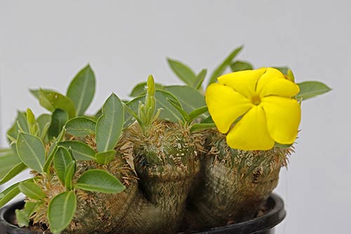 Pachypodium brevicaule img_01713