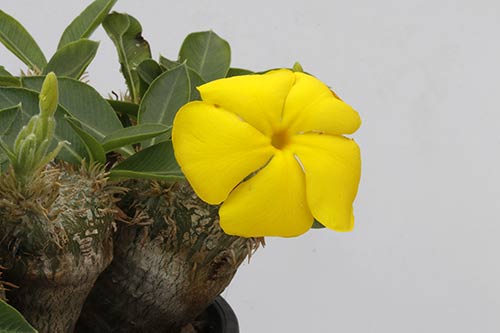 Pachypodium brevicaule img_01730