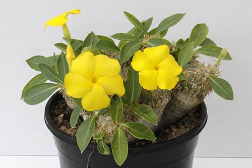 Pachypodium brevicaule img_02842