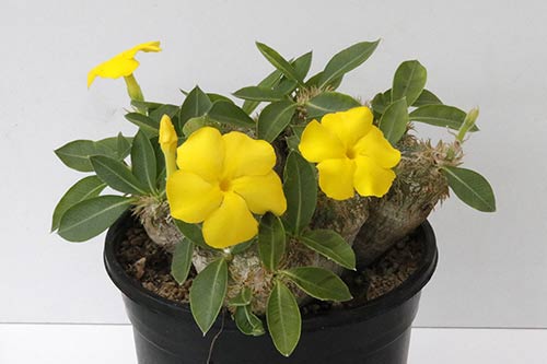 Pachypodium brevicaule img_02844