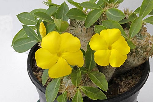 Pachypodium brevicaule img_02845