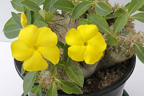 Pachypodium brevicaule img_02846