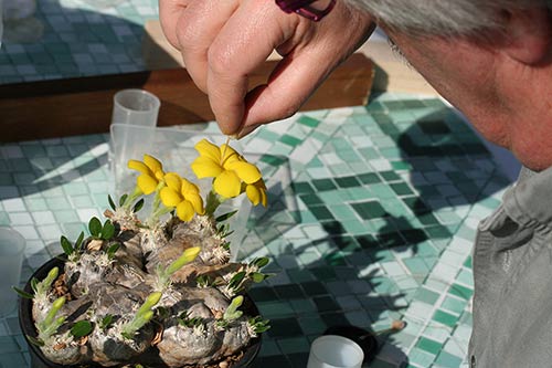 Pachypodium brevicaule img_04179