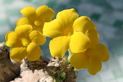 Pachypodium brevicaule img_04182