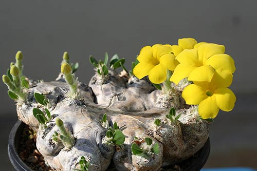 Pachypodium brevicaule img_04185