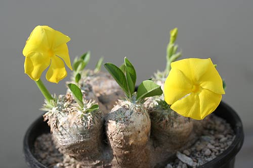 Pachypodium brevicaule img_04186