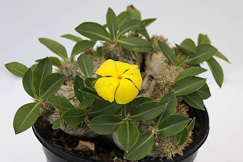 Pachypodium brevicaule img_08663