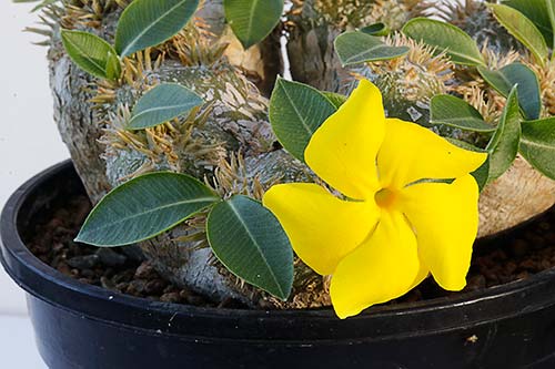 Pachypodium brevicaule img_09581