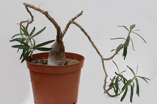 Pachypodium succulentum img_02113