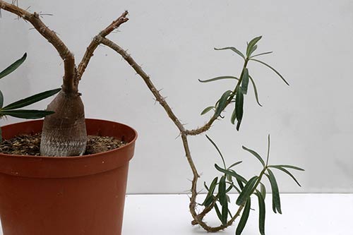 Pachypodium succulentum img_02118