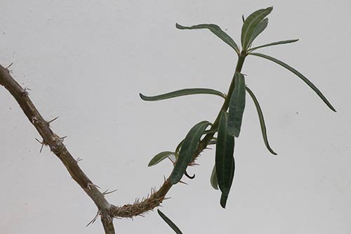 Pachypodium succulentum img_02119