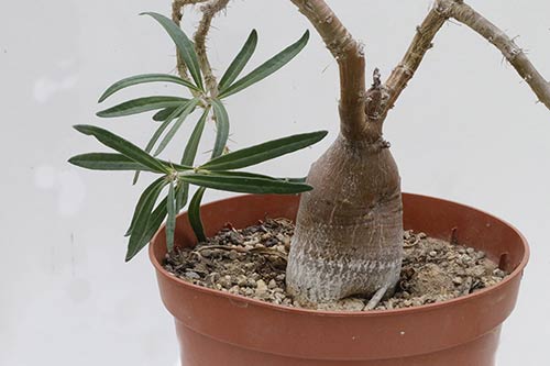 Pachypodium succulentum img_02120