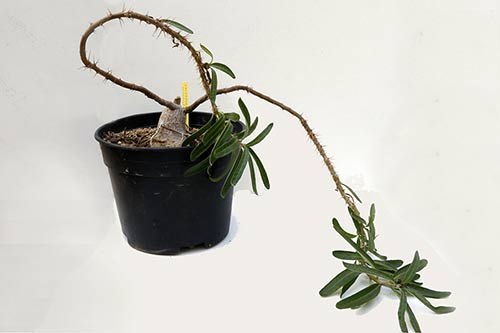 Pachypodium succulentum img_02121