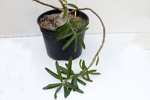 Pachypodium succulentum img_02122