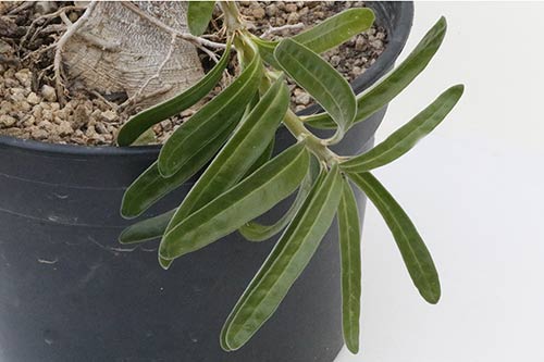 Pachypodium succulentum img_02125