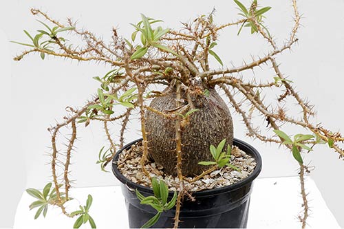 Pachypodium bispinosum img_02032