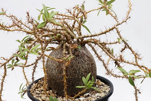 Pachypodium bispinosum img_02034