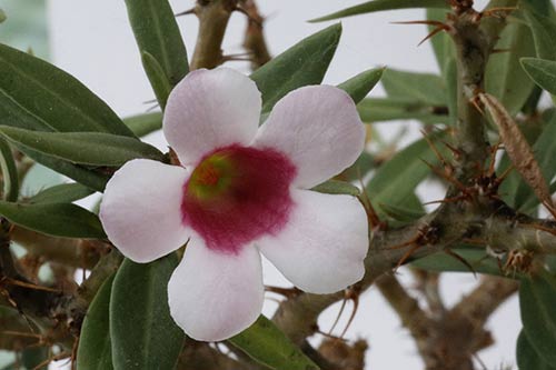 Pachypodium bispinosum img_02848