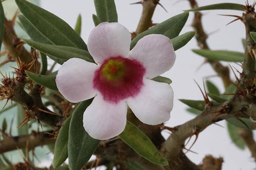 Pachypodium bispinosum img_02849