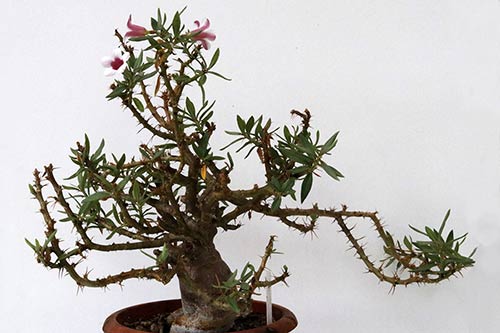 Pachypodium bispinosum img_02853
