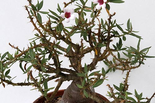 Pachypodium bispinosum img_02859