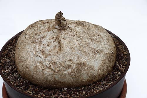 Raphionacme burkei img_01976