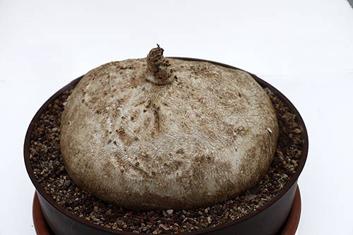 Raphionacme burkei img_01977