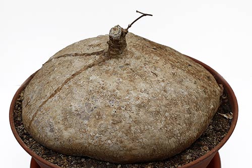 Raphionacme burkei img_01981