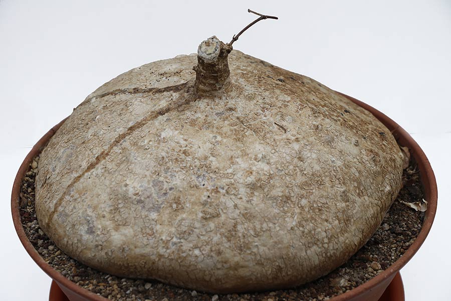 Raphionacme burkei img_01983