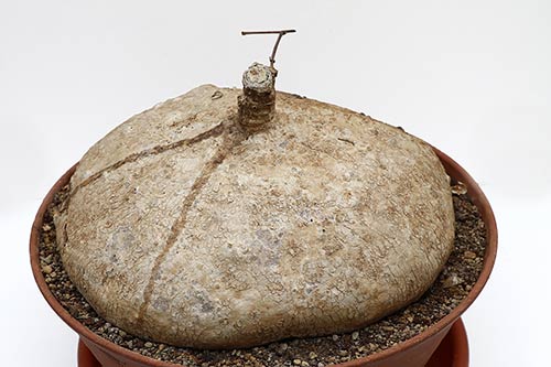 Raphionacme burkei img_01985