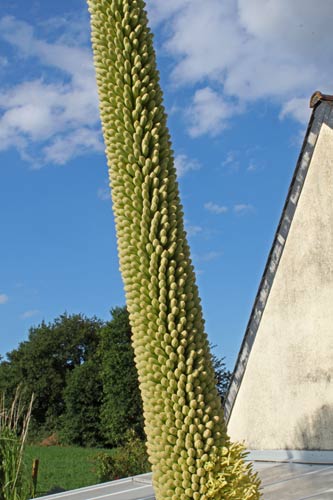 Agave victoriae-reginae img_0125