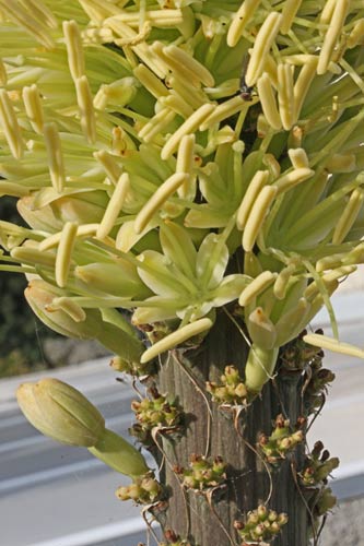 Agave victoriae-reginae img_0145