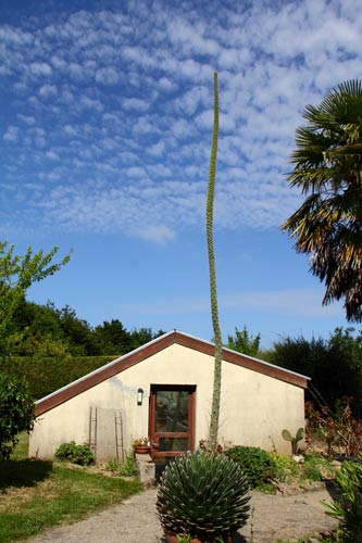 Agave victoriae-reginae img_4849e