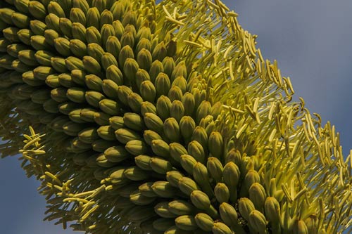 Agave victoriae-reginae img_5076e