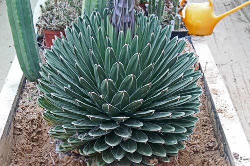 Agave victoriae-reginae img_9427