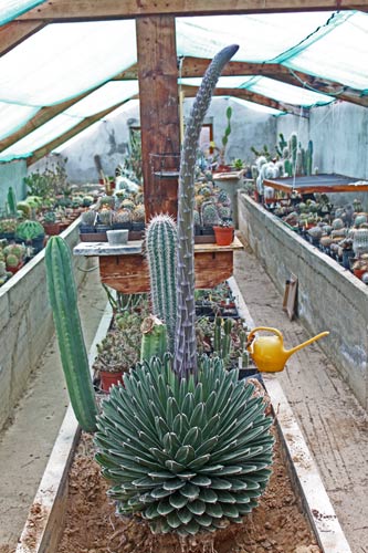 Agave victoriae-reginae img_9428