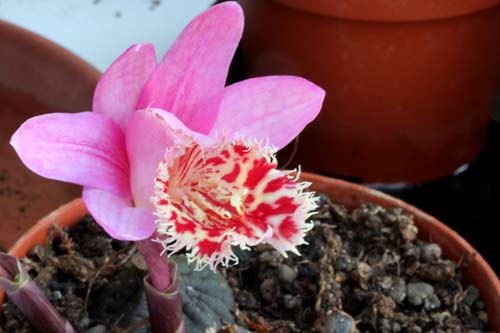 Pleione Vesuvius 'Phoenix' img_2765