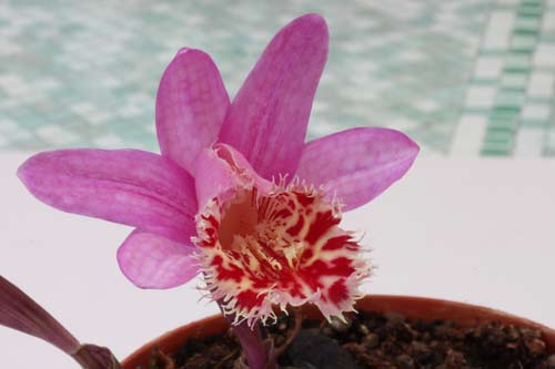 Pleione Vesuvius 'Phoenix' img_2771