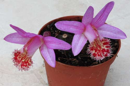 Pleione Vesuvius 'Phoenix' img_2911