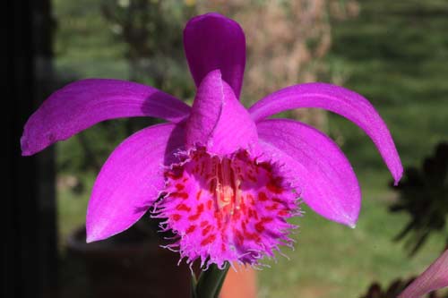 Pleione El Pico 'Pheasant' img_3022