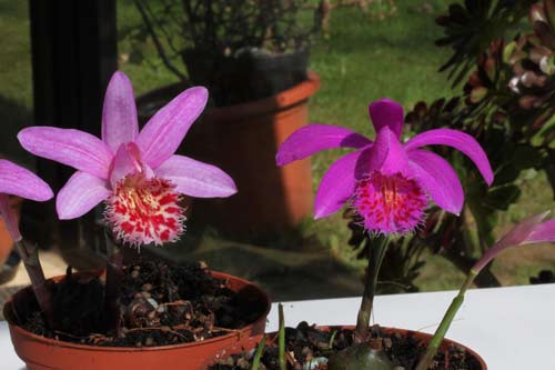Pleione Vesuvius 'Phoenix' et Pleione El Pico 'Pheasant' img_3024
