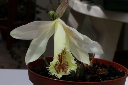 Pleione Shantung img_3113