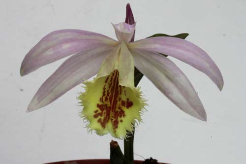 Pleione Shantung 'Ridgeway' img_3199