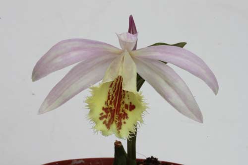 Pleione Shantung 'Ridgeway' img_3200