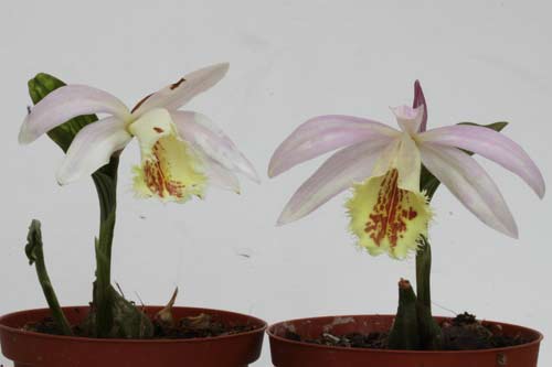 Pleione Shantung et Pleione Shantung 'Ridgeway' img_3204