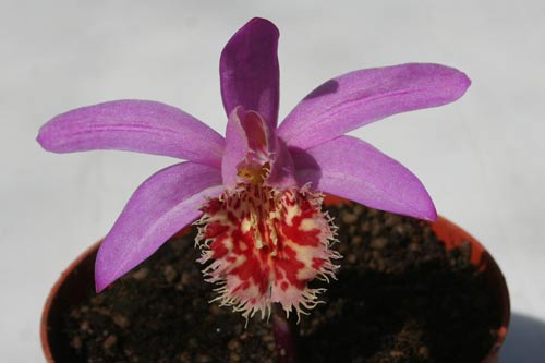 Pleione Vesuvius 'Phoenix' img_8030